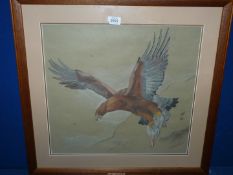 A wooden framed and mounted mixed watercolour and charcoal painting of Eagle in flight with a
