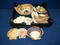 A large quantity of scallop shells and a basket of small shells.