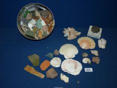 A quantity of old shells, amonites, old pottery pieces and beach combing finds.