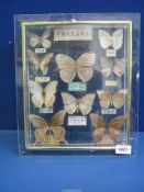 A glass framed Chinese selection of specimen butterflies titled 'Top Ten Famous Butterflies in