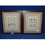 A pair of framed and mounted Plates depicting various types of Snails, 14 1/2" x 17".