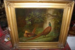 A gilded framed Oil painting, lined, depicting a hen and a cock pheasant amidst foliage,