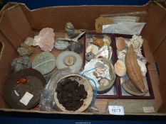 A quantity of mineral, stone and shell, etc.