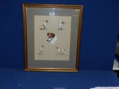 A framed and mounted watercolour study of a white and tan Terrier in various poses,