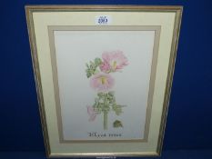 A framed and mounted Watercolour of a Rose, signed Angie Girling 1992, 15" x 18 3/4".