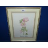 A framed and mounted Watercolour of a Rose, signed Angie Girling 1992, 15" x 18 3/4".