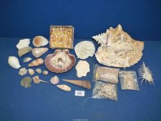 A small quantity of shells and coral including Conch shell, Neogene coral, Venus Comb,