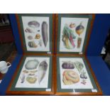 A framed set of four 'Vilmorin-Andrieux & Co'. Vegetable prints.