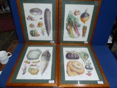 A framed set of four 'Vilmorin-Andrieux & Co'. Vegetable prints.