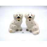 A pair of Staffordshire style white mantle Spaniels with gold collars and padlocks, with grey paws,