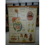 A large fully coloured mid 20th century double sided anatomical Wall Chart probably produced in