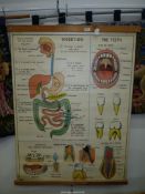 A large fully coloured mid 20th century double sided anatomical Wall Chart probably produced in