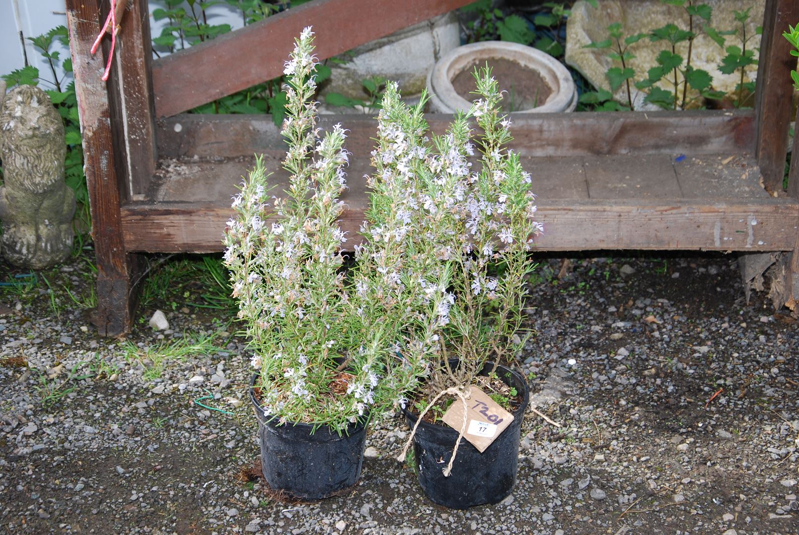 Two Rosemary bushes.