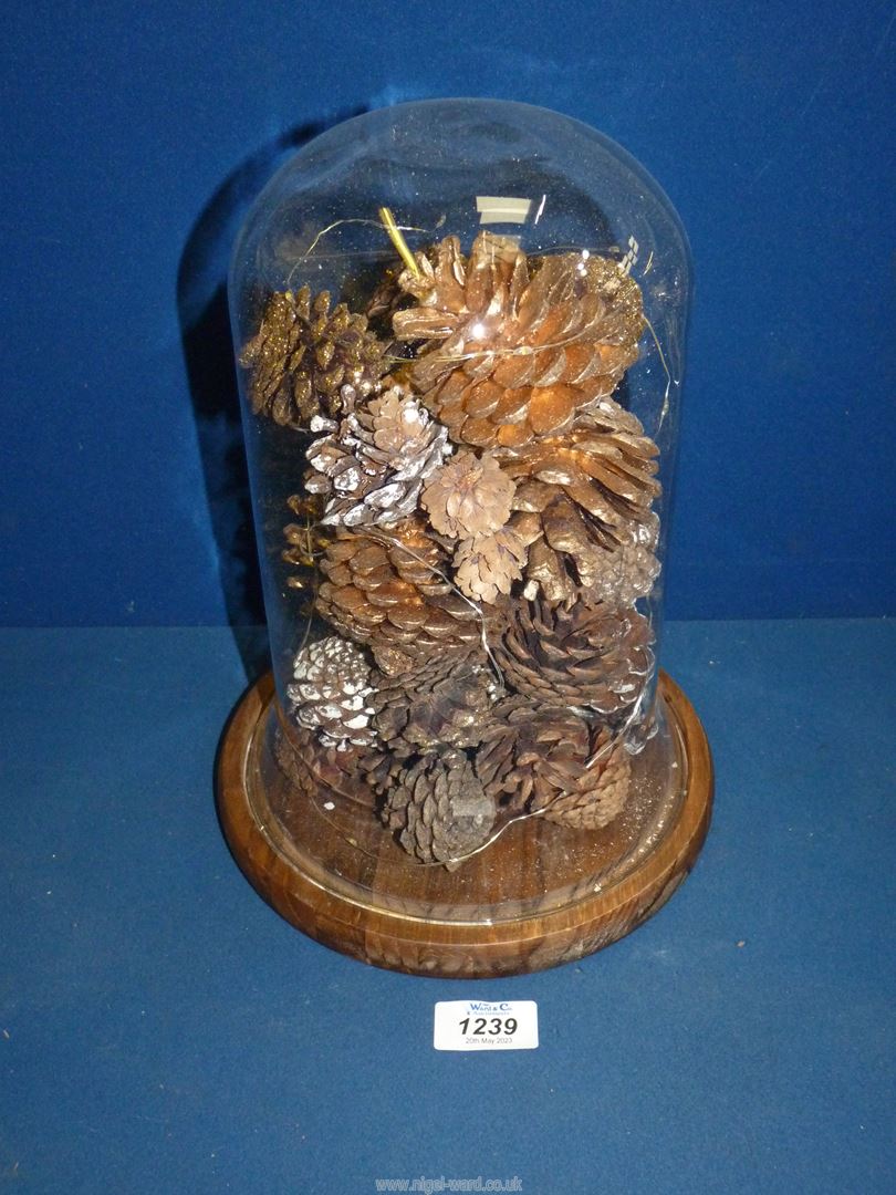 A glass Dome with loose wooden base and display of pine cones, 11 1/2" tall overall.