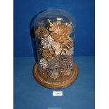 A glass Dome with loose wooden base and display of pine cones, 11 1/2" tall overall.