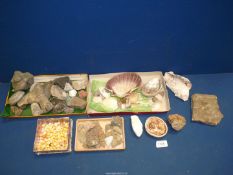A box of various fossils, shells and rock samples.