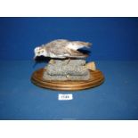A taxidermy of a Dunlin bird standing in a rocky setting, 10 1/2" wide x 5 1/2" tall.