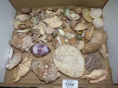 A quantity of shells and corals.
