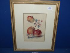 A Wright's fruit growers guide Chromolithograph depicting apples, 16¾" x 21¼".