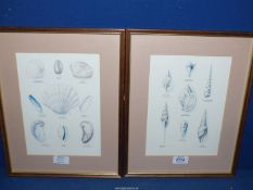 A pair of framed and mounted Prints depicting various shells. 11 1/2" x 14 1/2".