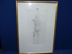A framed and mounted Charcoal sketch of a nude gentleman as seen from the rear,