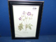 A framed first edition reproduction of original watercolour by Alice Cole ''Wood Geranium'',