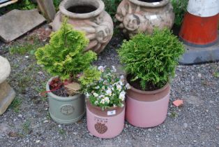 Three glazed pots, planted.