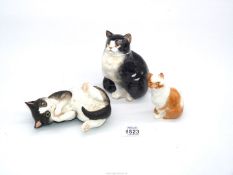 A Royal Worcester porcelain short haired cat by F, Doughty,