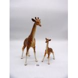 A Mother and baby Giraffe by Beswick, the mother having had two repairs to the legs,