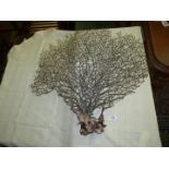 A fan/tree shaped piece of Coral branch, 28" high x 31" wide overall.