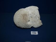 A Brain Coral specimen.