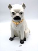 A Staffordshire Pug with faded gold collar and padlock, 14" tall.