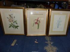 Three framed and mounted floral 'Redoute' Prints to include; 'Rosa Indica Vulgaris', 'Phalangium',