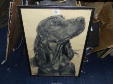 **An original Charcoal Drawing depicting a Spaniel, framed.