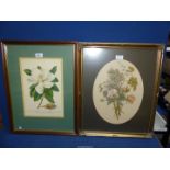 A framed and mounted Print depicting Magnolia,
