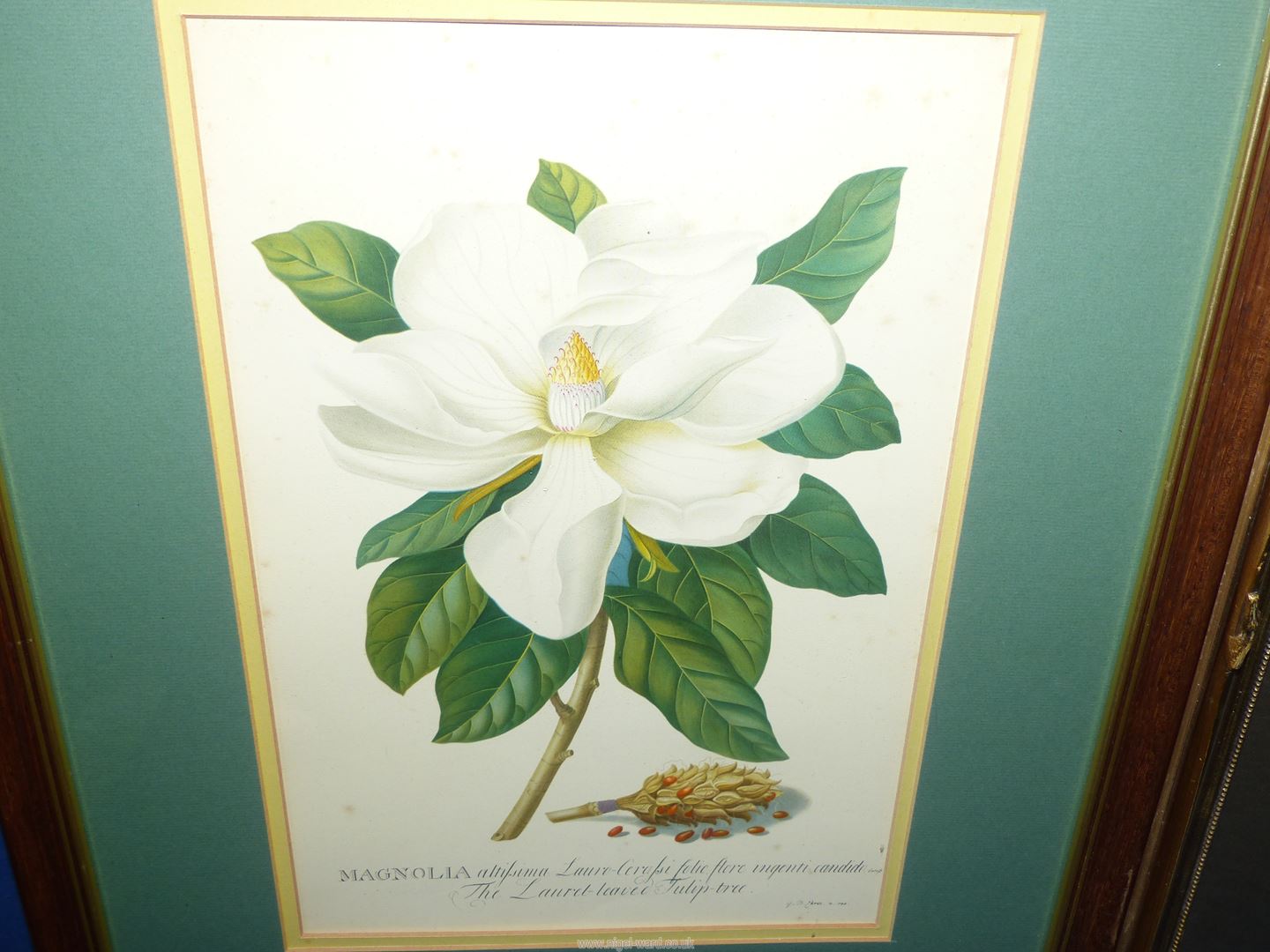 A framed and mounted Print depicting Magnolia, - Image 4 of 4