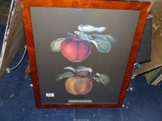 A framed plate of two apples by George Brookshaw.