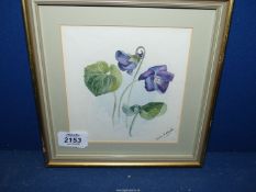 A small framed and mounted Watercolour depicting Sweet Violets, signed lower right 'Daisy Holbech'.