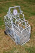 A pig or sheep weighing scales 100kg.