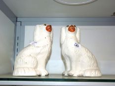 A pair of white Staffordshire Mantle Spaniels, 8 3/4'' tall.