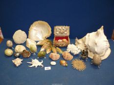 A quantity of shells and polished stones including large conch, mussels and onyx eggs, etc.