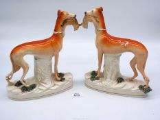 A pair of Staffordshire Greyhounds with rabbits in their mouths,