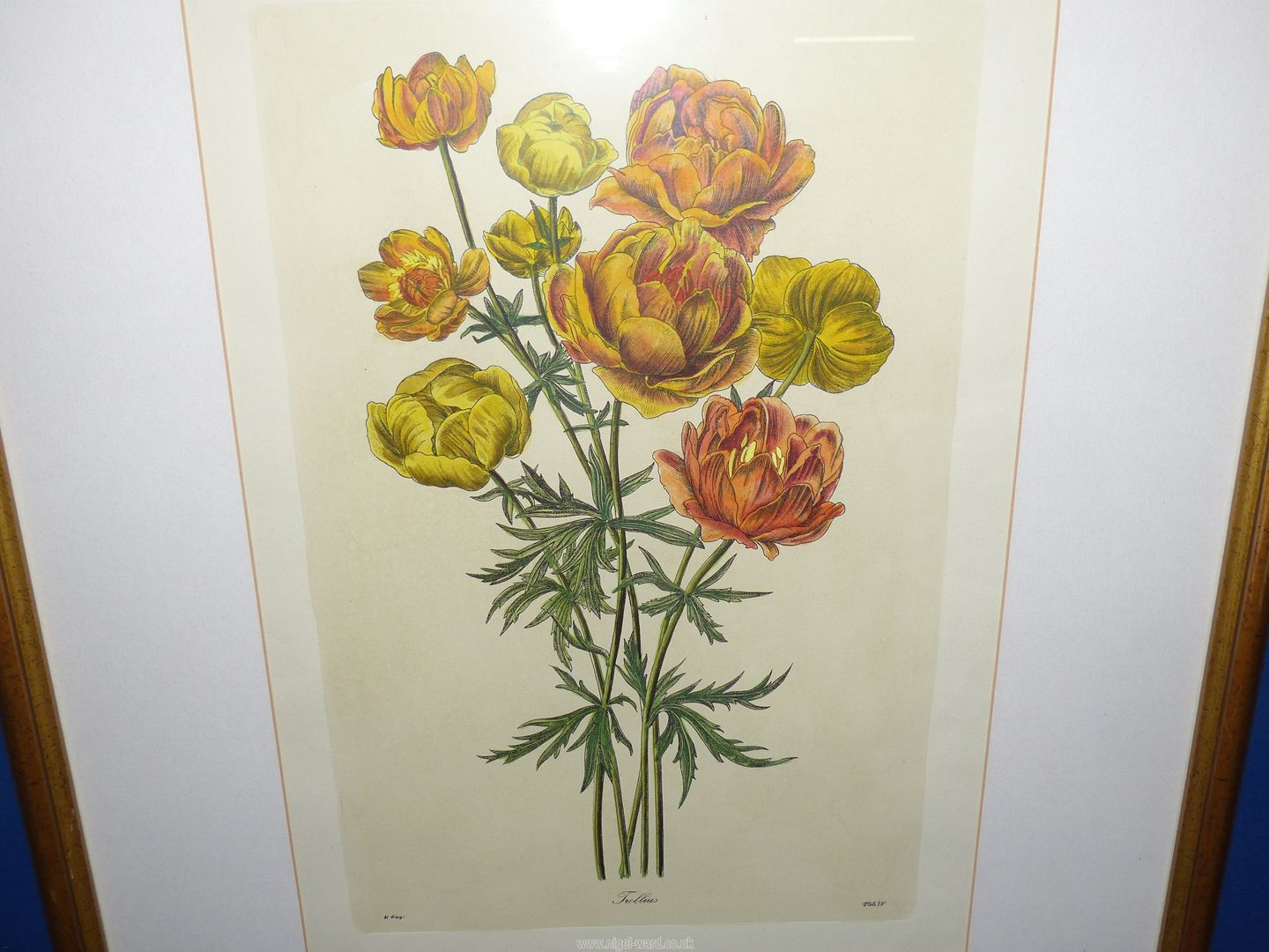 A framed and mounted Print by V. Cioni depicting Trollius, 23" x 28 1/2". - Image 2 of 3