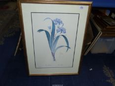 A large framed and mounted Redoute print of Iris Fimbriata, 22 3/4'' x 29 3/4''.