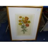 A framed and mounted Print by V. Cioni depicting Trollius, 23" x 28 1/2".