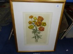 A framed and mounted Print by V. Cioni depicting Trollius, 23" x 28 1/2".