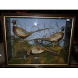 A Victorian glass display case Taxidermy of three pheasants; label verso 'S.