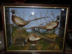 A Victorian glass display case Taxidermy of three pheasants; label verso 'S.