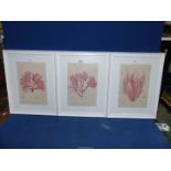 Three framed and mounted Henry Bradbury nature printed pictures to include;