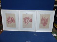 Three framed and mounted Henry Bradbury nature printed pictures to include;